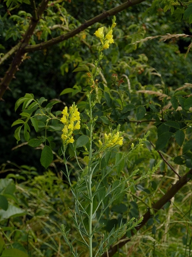 pyštek kručinkolistý Linaria genistifolia (L.) Mill.