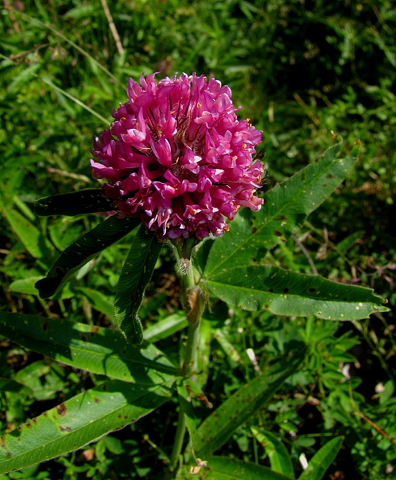 ďatelina alpská Trifolium alpestre L.