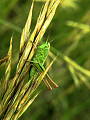kobylôčka zelenkastá (Metrioptera bicolor)