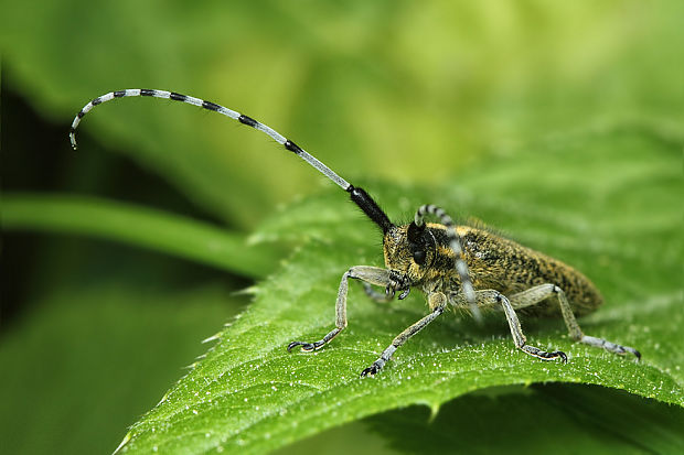 vrzúnik úzkoštíty Agapanthia villosoviridescens Cerambycidae