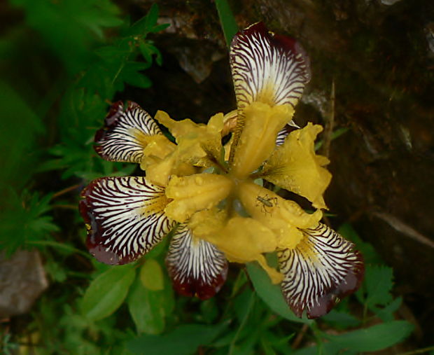 kosatec dvojfarebný - kosatec různobarvý Iris variegata L.