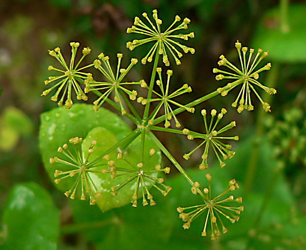smyrnium prerastenolisté - tromín prorostlý Smyrnium perfoliatum L.