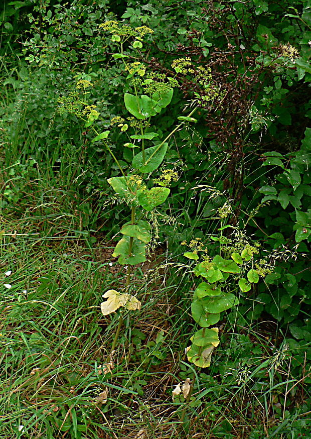 smyrnium prerastenolisté Smyrnium perfoliatum L.