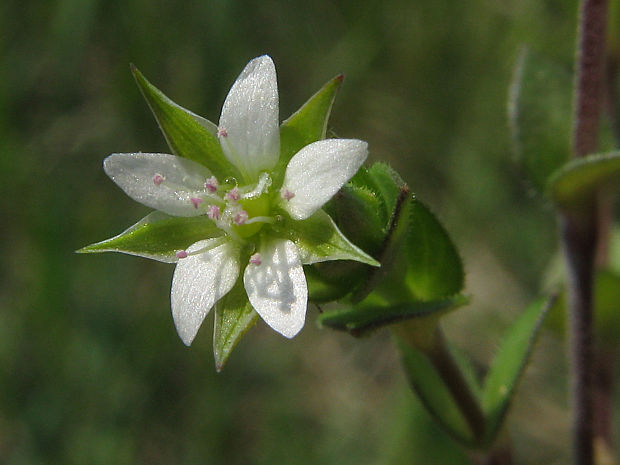 piesočnica dúškolistá Arenaria serpyllifolia L.