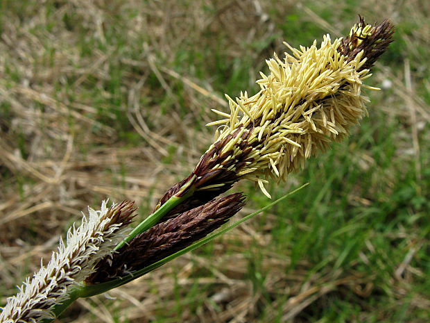 ostrica buekova Carex buekii Wimm.