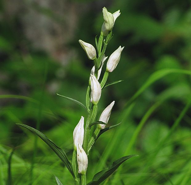 prilbovka biela-okrotice bílá Cephalanthera damasonium (Mill.) Druce