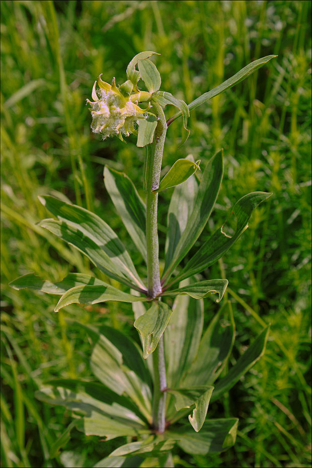 ľalia zlatohlavá Lilium martagon L.
