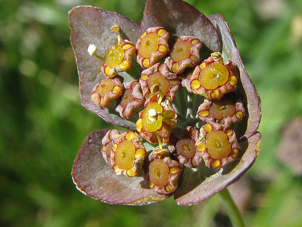 prerastlík dlholistý fialový/prorostlík dlouholistý fialový Bupleurum longifolium subsp. vapincense (Vill.) Todor