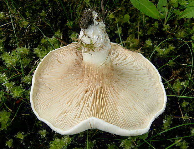 machovka obyčajná Clitopilus prunulus (Scop.) P. Kumm.