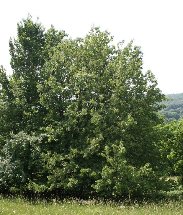jarabina brekyňová Sorbus torminalis (L.) Crantz