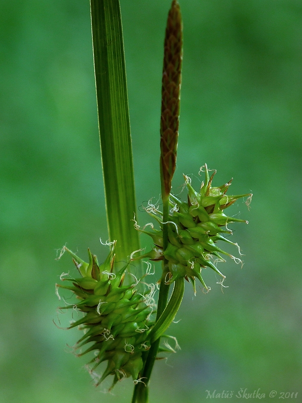 ostrica žltá Carex flava L.