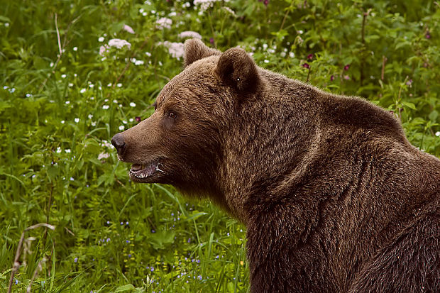medveď Ursus arctos