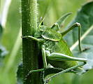 kobylka zelena