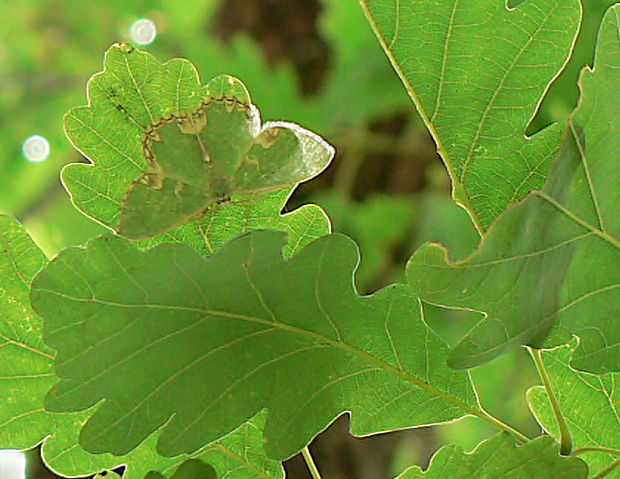 piadivka lemovaná - zelenopláštník dubový Comibaena bajularia Denis & Schiffermüller, 1775