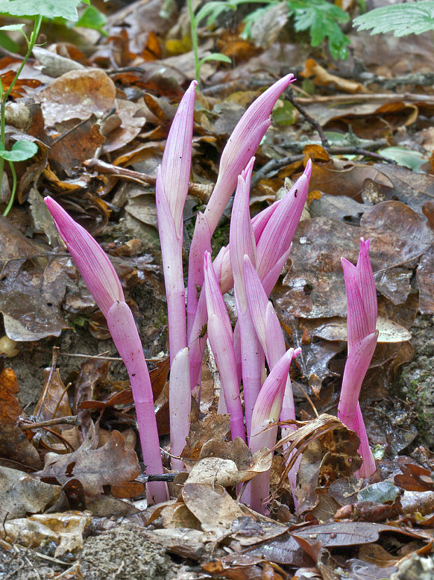 kruštík modrofialový (f. rosea) Epipactis purpurata  Sm.