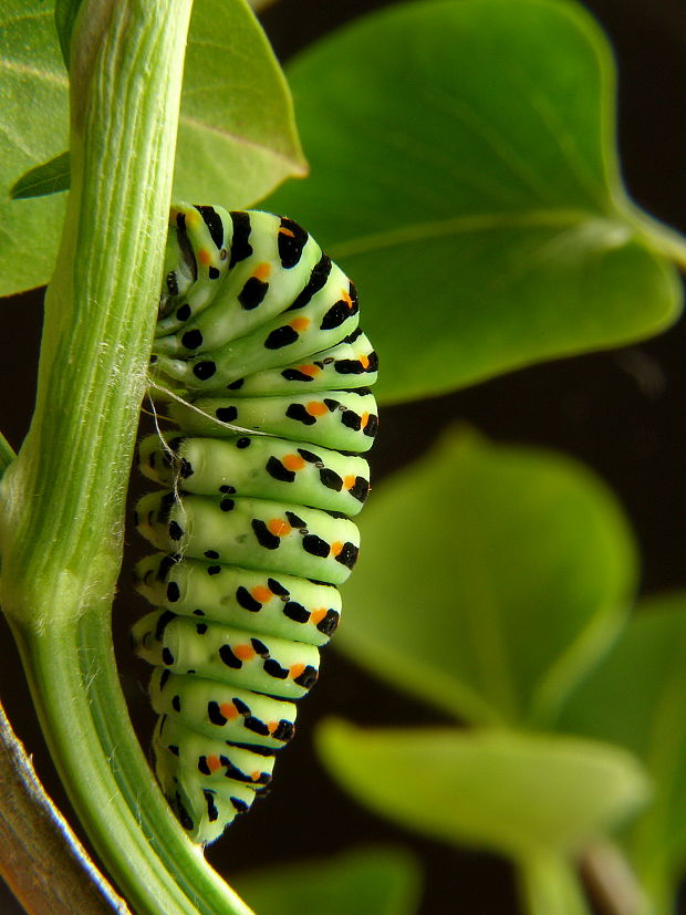 húsenička vidlochvosta Papilio machaon
