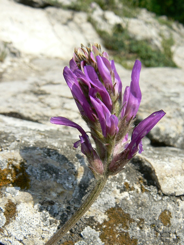 kozinec vičencovitý Astragalus onobrychis L.