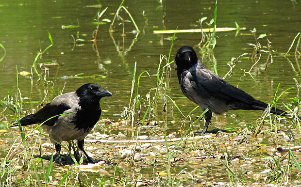 vrana východoeuropska Corvus corone