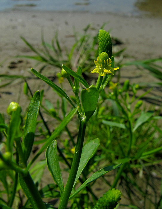 iskerník jedovatý Ranunculus sceleratus L.