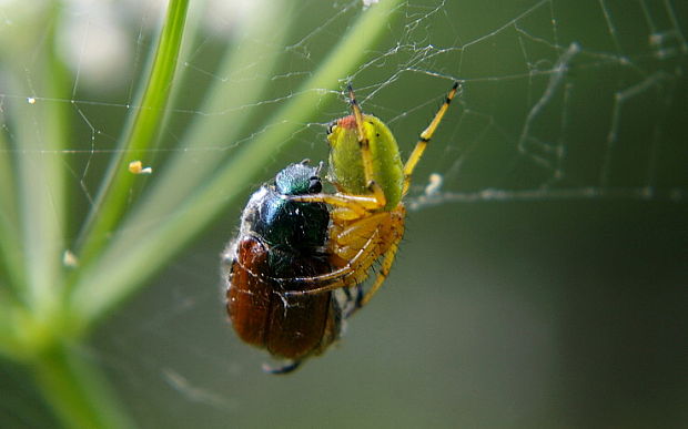 chrústovec záhradný a pavúk