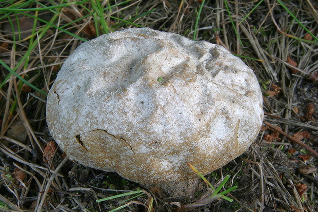 rozpadavec biely Calvatia candida (Rostk.) Hollós