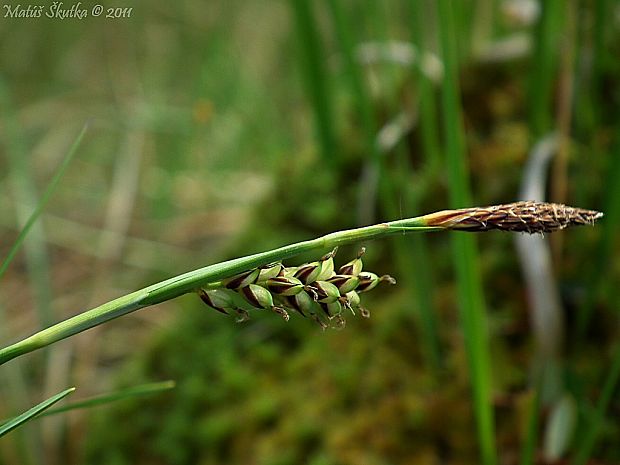 ostrica prosová Carex panicea L.