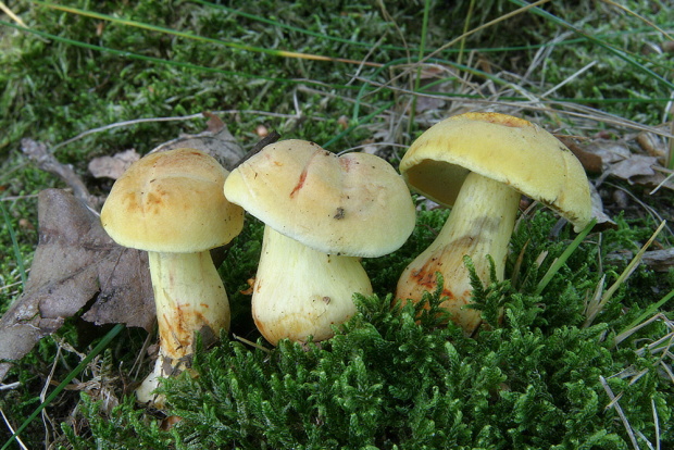 suchohríb marhuľovožltý Rheubarbariboletus armeniacus (Quél.) Vizzini, Simonini & Gelardi