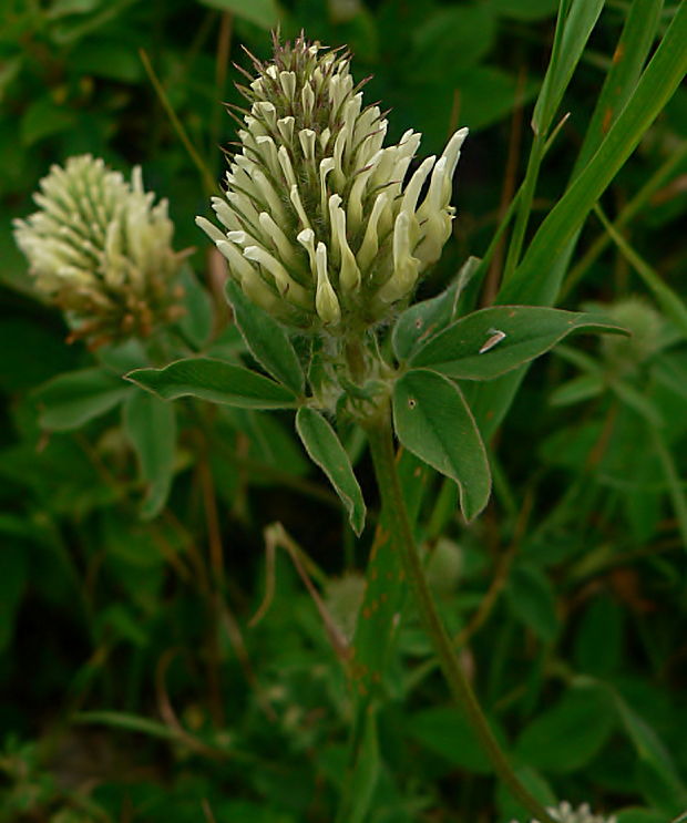 ďatelina bledožltá Trifolium ochroleucon Huds.
