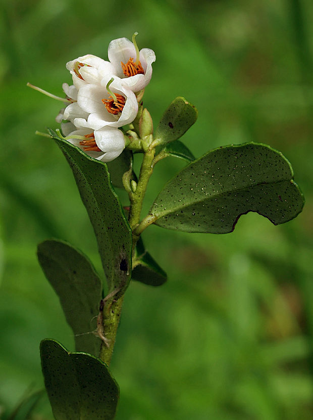 brusnica pravá Vaccinium vitis-idaea L.