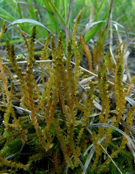 vranček švajčiarsky? Lycopodioides helveticum  (L.) Kuntze