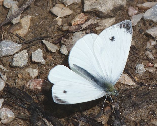 mlynárik repkový Pieris napi