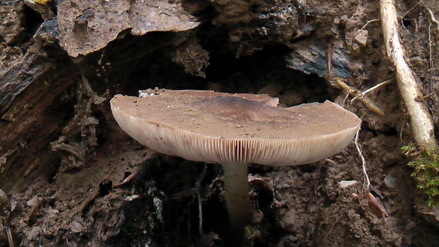 štítovka jelenia ? Pluteus cervinus (Schaeff.) P. Kumm.