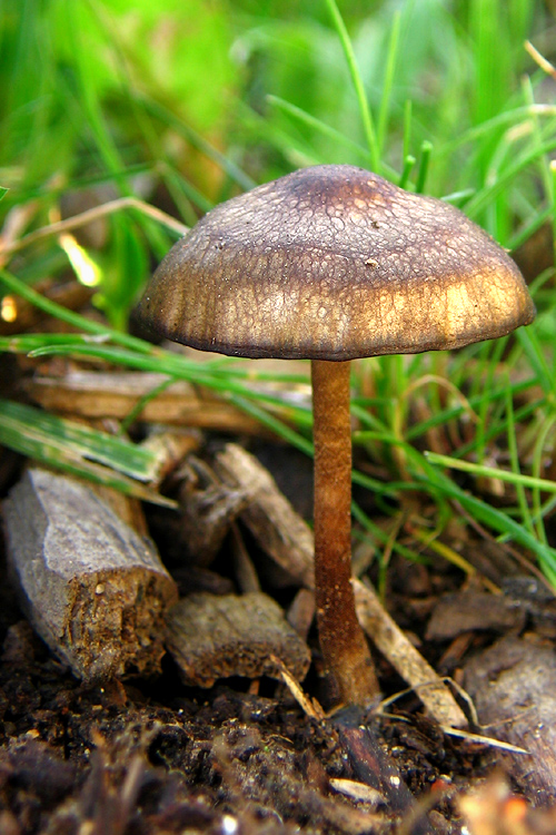 neidentifikovaná huba Unidentified fungus