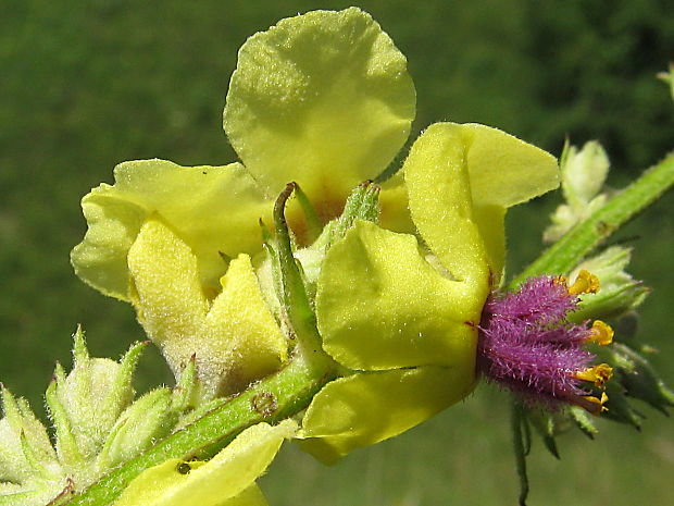 divozel chaixov rakúsky Verbascum chaixii subsp. austriacum (Schott ex Roem. et Schult.) Hayek
