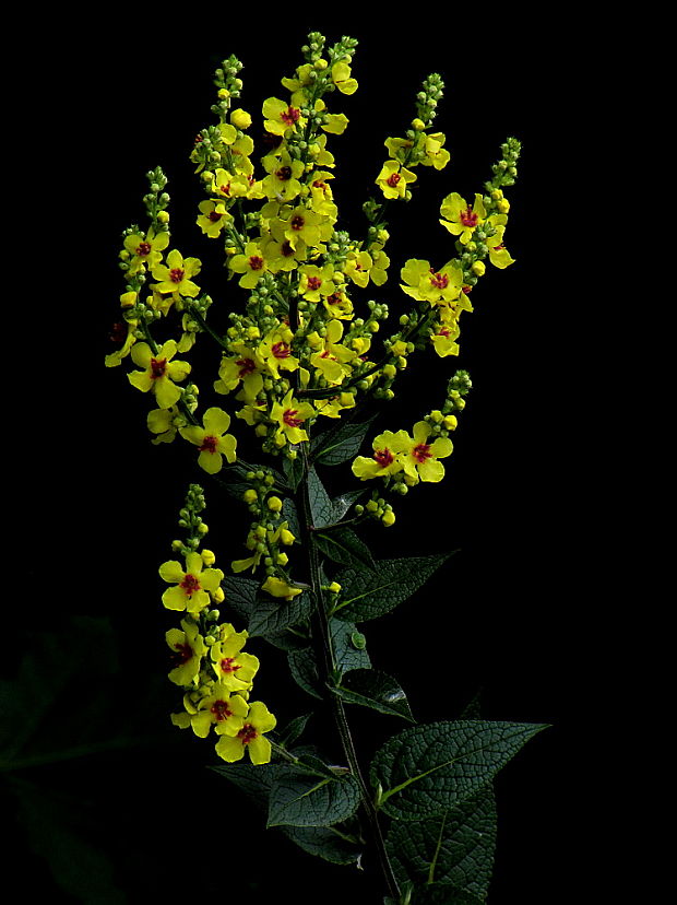 divozel chaixov rakúsky Verbascum chaixii subsp. austriacum (Schott ex Roem. et Schult.) Hayek