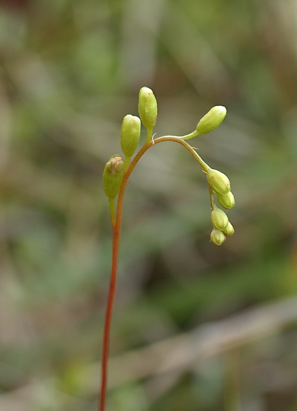 rosička okrúhlolistá Drosera rotundifolia L.