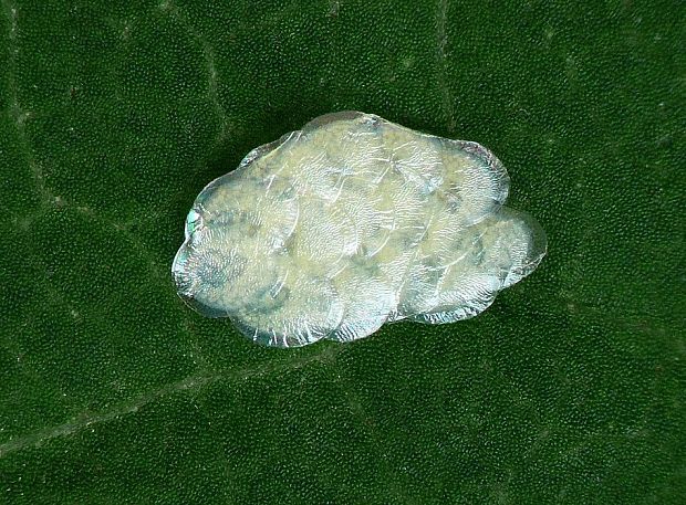 vijačka lobodová Sitochroa verticalis Linnaeus, 1758