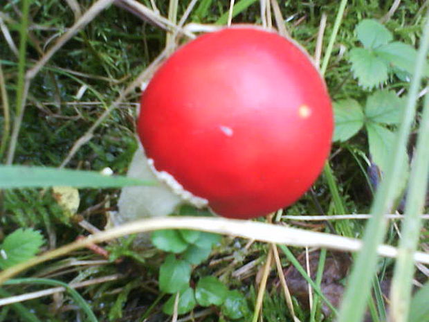 muchotrávka červená Amanita muscaria (L.) Lam.