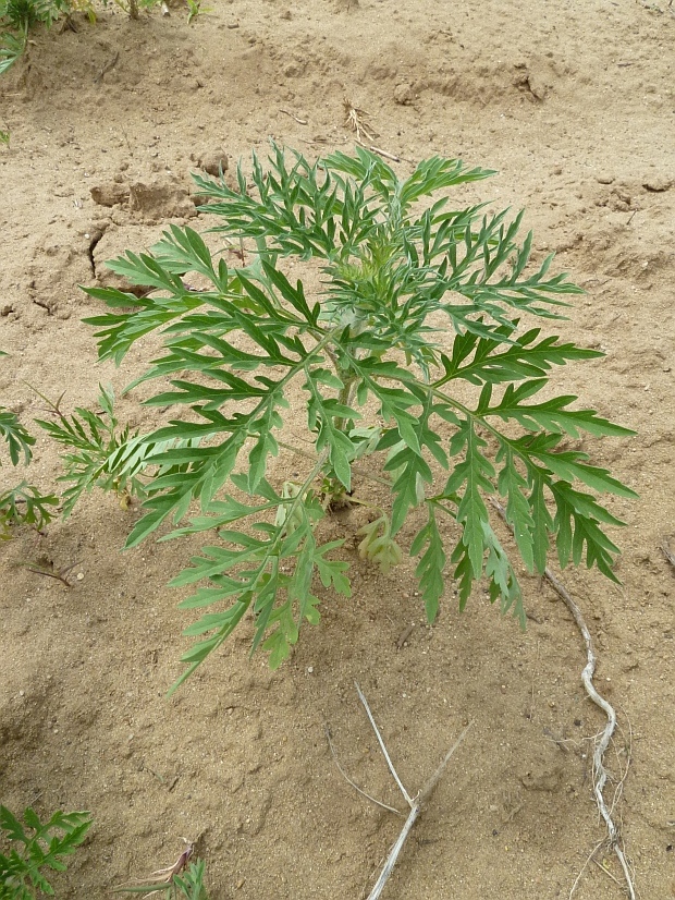 ambrózia palinolistá Ambrosia artemisiifolia L.