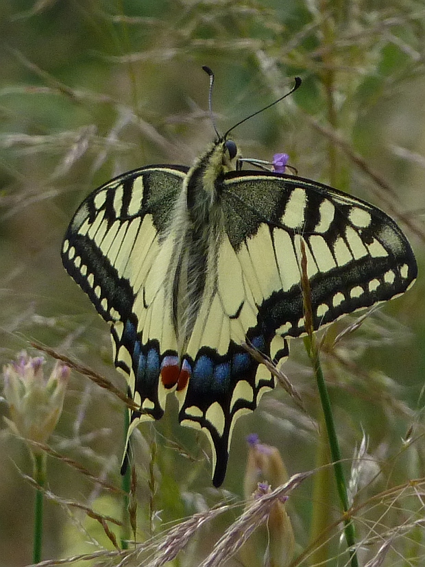 vidlochvost feniklový Papilio machaon L., 1758