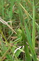 kobylôčka zelenkastá - kobylka dvoubarvá