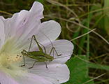 kobylka bielopása - kobylka bělopruhá