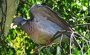 holub hrivnák-holub hřivnáč 