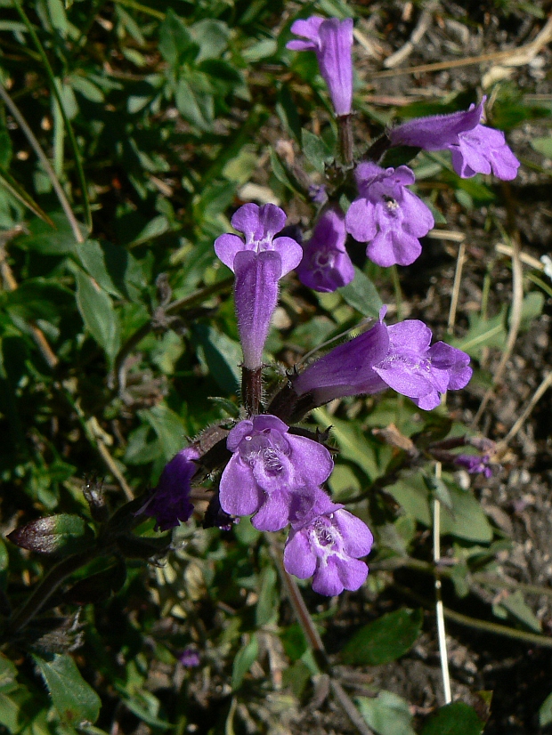 dušovka alpínska Acinos alpinus (L.) Moench