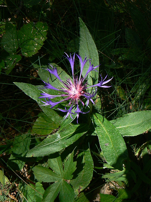 nevädza horská Cyanus montanus (L.) Mill.