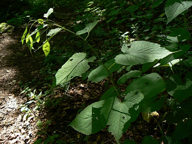 mesačnica trváca Lunaria rediviva L.