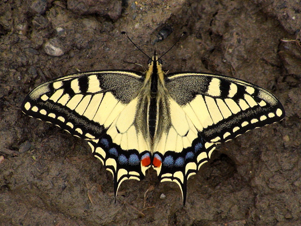vidlochvost feniklový Papilio machaon