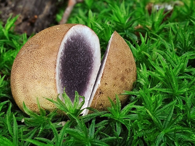 pestrec prášnicovitý Scleroderma areolatum Ehrenb.