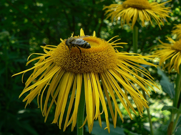 včela na telekii