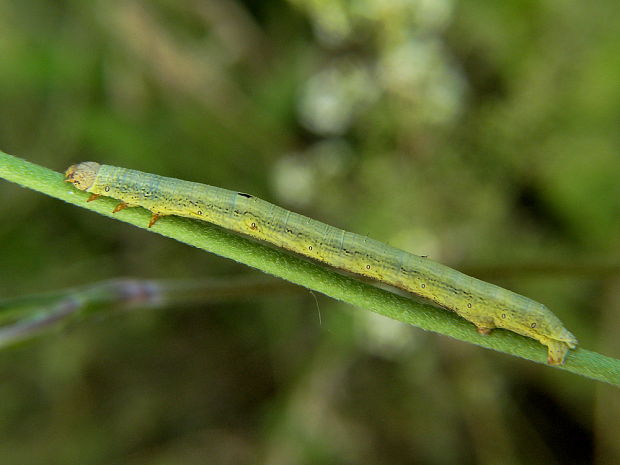 kôrovka palinová Ascotis selenaria